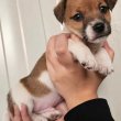 Jack Russell Terrier kiskutyák eladóak