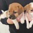 Jack Russell Terrier kiskutyák eladóak