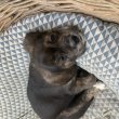 Beagle-Rottweiler kiskutyák 