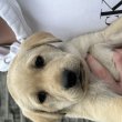 Labrador babák gazdit keresnek