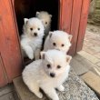 6 hetes kis spitz kutyusok keresik új gazdijukat