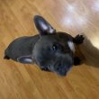 Kék francia bulldog fajtatiszta jellegű 16hetes 