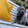 Labrador retriever kölykök