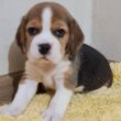 Gyönyörű Beagle kölykök