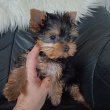 yorkshire terrier mini babák eladók