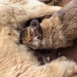 Kaukázusi juhász kiskutyák eladók