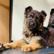 német juhász kiskutyák fekete nj szülőktől