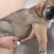 Moszkvai Őrkutya jellegű csoda baba kutyus