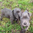 Kék Amerikai Staffordshire Terrier kislányok