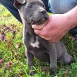Kék Amerikai Staffordshire Terrier kislányok