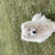 1 éves Samoyede kutya ingyen elvihető 