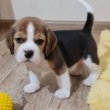 Gyönyörű Beagle kölykök