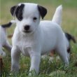 Gyönyörű Jack Russell Terrier kölykök