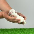 Törzskönyves Westie West Highland White Terrier 