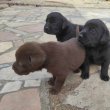 Csoki barna és fekete labrador kiskutyák eladók 
