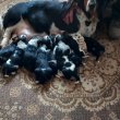 Basset hound törzskönyves kiskutyák