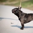 Francia bulldog nőstény eladó