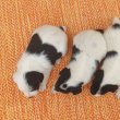 Fajtatiszta simaszőrű foxterrier kiskutyák eladók