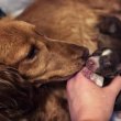 Dachshund puppies for adoption 