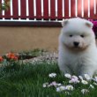 Samoyed male puppy FCI