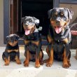 Adorable Registered German Rottweiler puppies.