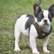 Adorable Registered French bulldogs for good homes 