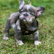 Adorable Registered French bulldogs for good homes 