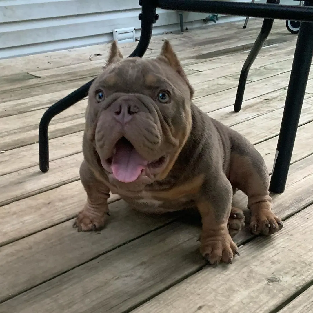 American bully for sale And Adoption to pet Home