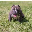 American bully for sale And Adoption to pet Home