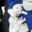 Eladó Szamojéd kiskutyák Miskolcon