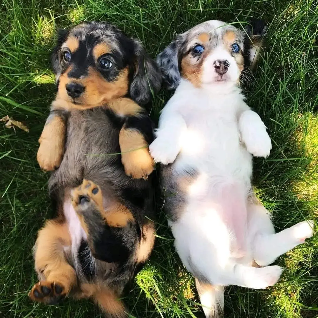 Dachshund Puppies for adoption and rehoming 