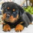 Registered Big bone Rottweiler puppy for sale 