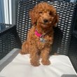 Mixed Goldendoodle puppies for sale