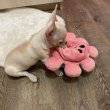 Pure breed Chihuahua puppies for rehoming 