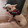 Pure breed Chihuahua puppies for rehoming 