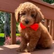 Toy poodle for sale 