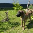 Sárga csíkos német dog kiskutyák