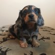 Registerd Dachshund puppies for good homes 
