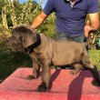 Registered pedigree cane corso puppies for sale