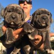 Adorable cane corso puppies for adoption