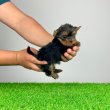 Törzskönyves Yorkshire Terrier Yorki kiskutya
