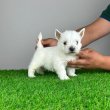 Törzskönyves West Highland White Terrier Westie