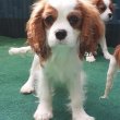 Cavalier King Charles kiskutyák Kaposváron