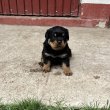 Rottweiler kiskutyák