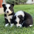 Border Collie kiskutyák