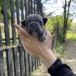 Francia Bulldog kiskutyák keresik új otthonukat 