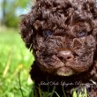 Lagotto Romagnolo kölykök