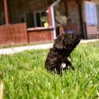 Lagotto Romagnolo kölykök