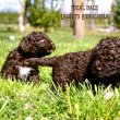 Lagotto Romagnolo kölykök