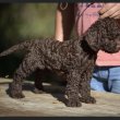 Lagotto Romagnolo kölykök